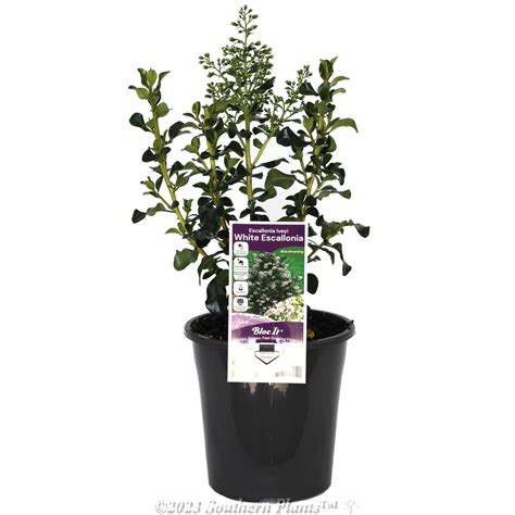 Escallonia Iveyi 180MM - Southern Plants