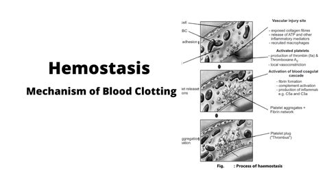 Mechanism Of Hemostasis