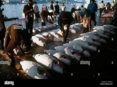 Tsukiji fish market auction Tokyo Japan Stock Photo - Alamy