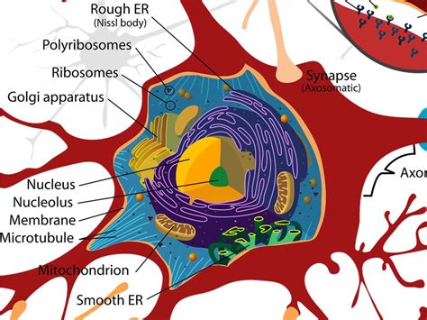 neuron soma Diagram | Quizlet