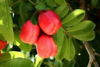 Ackee Fruit facts - Fruits Facts