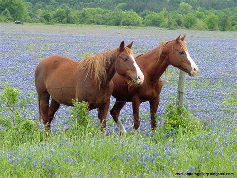 🔥 [80+] Spring Horse Wallpapers Images | WallpaperSafari