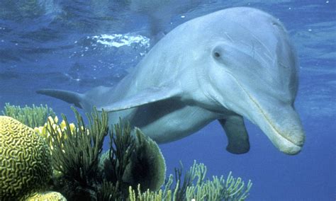 Common Bottlenose Dolphin | Species | WWF