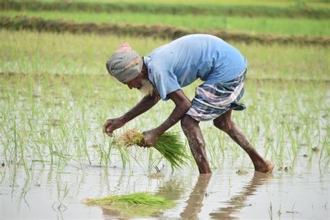 Bangladesh Farmer Pictures | Download Free Images on Unsplash