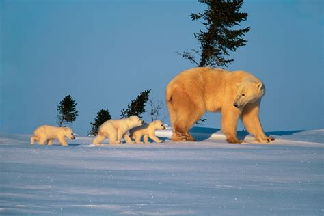 Polar Bear with Cubs