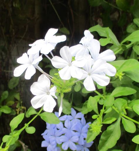 White plumbago, Plumbago auriculata – Flowers in Focus (now worldwide)