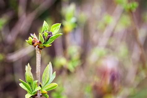 Here's How You Can Propagate Lilac Through Suckers, Cuttings Or Layering | Horticulture Magazine