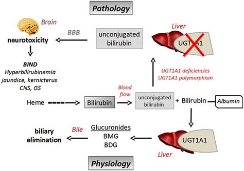 Bilirubin Cycle Diagram