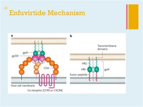 PPT - Antiretroviral Agents: HIV & AIDS PowerPoint Presentation - ID:385277