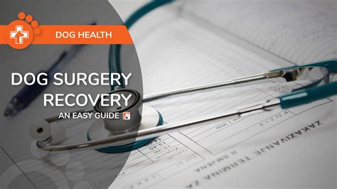 Dog Surgery Recovery: An Easy Guide to Medication and Supplements for ...