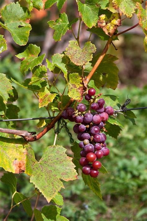 Dark Blue Vineyard Grapes on Trees Stock Image - Image of nature, grow: 62408033