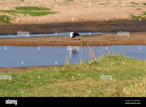 African Fish Eagle with prey Stock Photo - Alamy