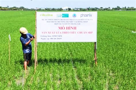 Sustainable and inclusive rice in Vietnam | Rikolto (International)