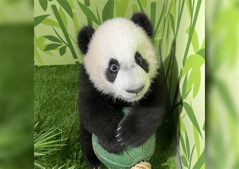 Singapore-born panda cub Le Le figures out how to climb trees, internet goes wild, Singapore ...