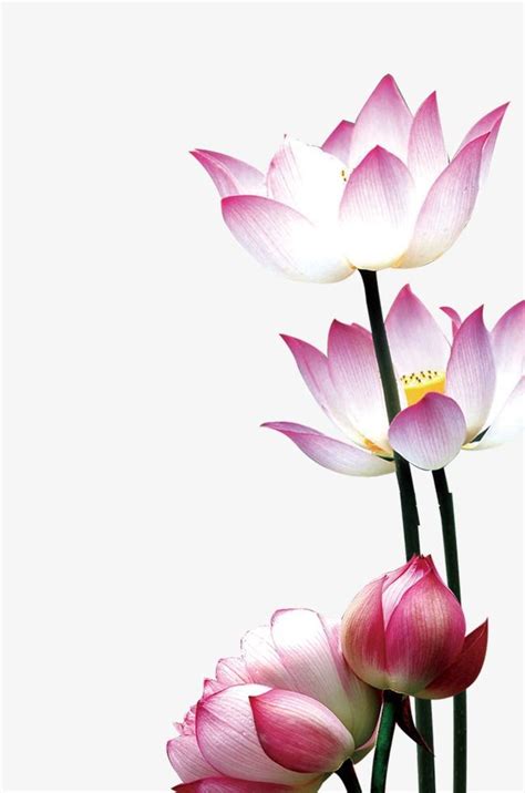 Lotus, Flowers, Entertainment PNG and PSD | Lotus flower art, Lotus art, Lotus painting