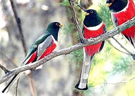 Photographs of the birds of Arizona and Desert Wild Life on the Arizona desert Exotic Birds ...