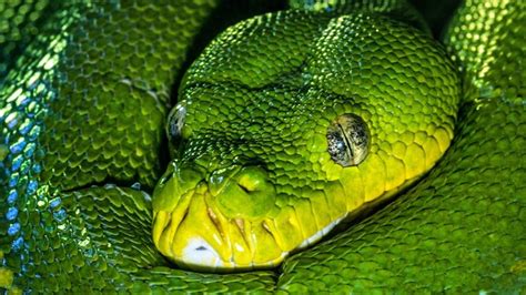 Python Snake Information - Snakesofland.com