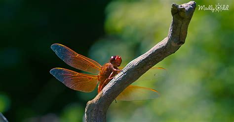 A Baby Dragonfly’s Mouth In 4K Ultra-HD Will Give You Nightmares – Madly Odd!