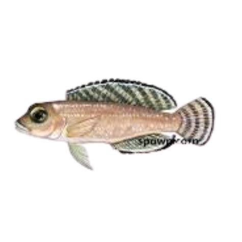Lamprologus ornatipinnis – Fat Glenn's Fish