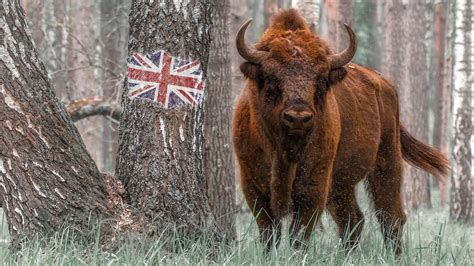 Wildlife of Belarus - Nature in East Europe Documentary | Film Studio ...