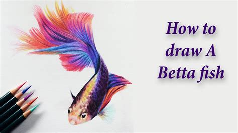 How To Draw A Beta Fish - Nerveaside16