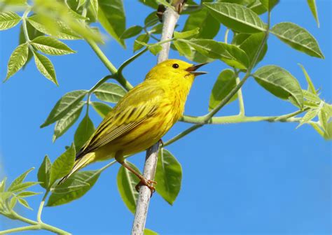 Warbler Song - FeederWatch