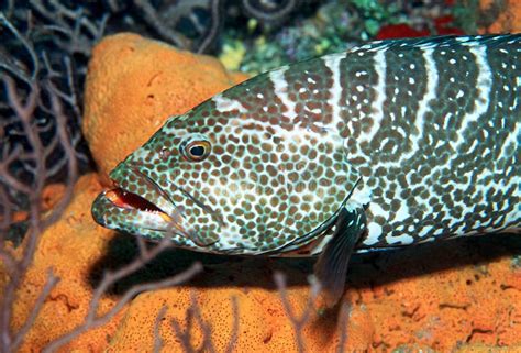 Tiger Grouper stock image. Image of marine, grouper, tiger - 26365