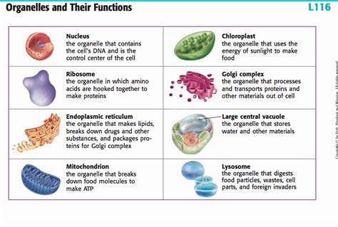 50 Function Of The Organelles Worksheet