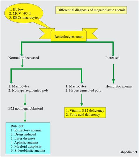 Anemia:- Part 3 - Megaloblastic Anemias, Macrocytic, Vitamin B12 and ...