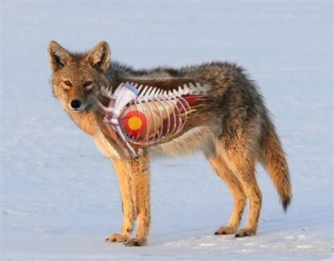 Accessible Hunter: Coyote Vital Target