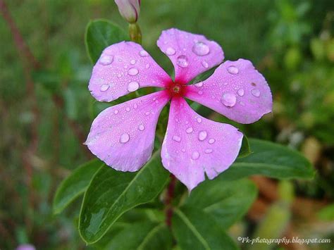 Catharanthus roseus-Madagascar Periwinkle | Nature, Cultural, and Travel Photography Blog