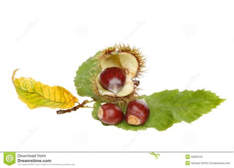 Sweet chestnuts clipart 20 free Cliparts | Download images on Clipground 2024