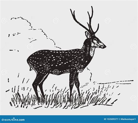 Axis Deer Silhouette Vector Illustration | CartoonDealer.com #214080566