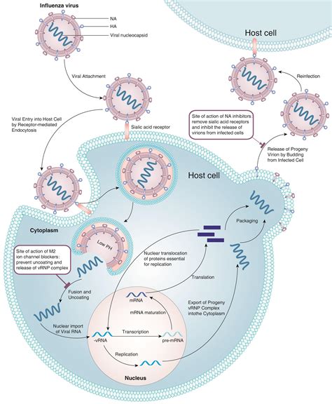 Treatment of Influenza: Prospects of Post-transcriptional Gene Silencing Through Synthetic siRNAs