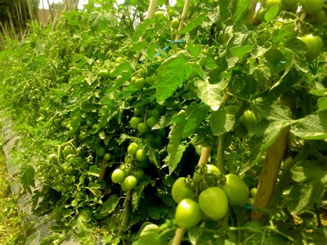 Tomatoes Garden Free Stock Photo - Public Domain Pictures