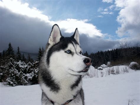 Winter Siberian Husky dog photo and wallpaper. Beautiful Winter Siberian Husky dog pictures