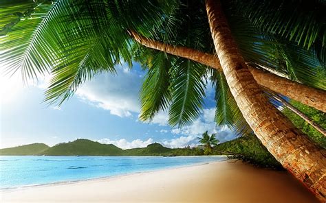 HD wallpaper: photo of coconut tree near beach line, white sandy beach, philippines | Wallpaper ...