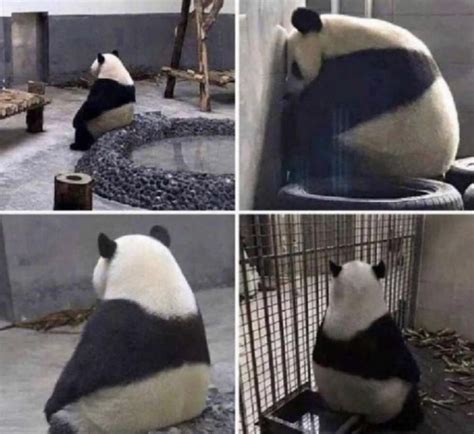 Sad Panda Blank Template - Imgflip