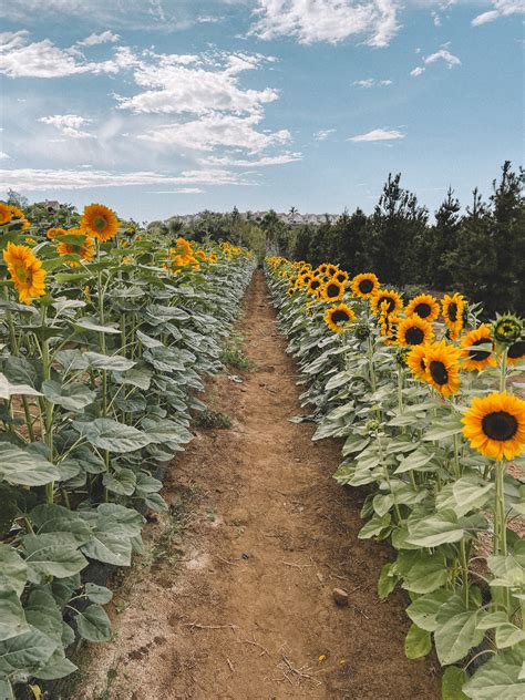 San Diego Fall Activities: U-Cut San Diego Sunflower Fields