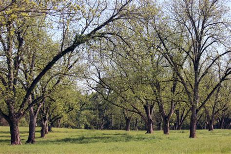 Top 60 Pecan Orchard Stock Photos, Pictures, and Images - iStock