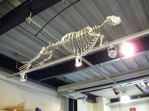 Sea Otter Skeleton | Flickr - Photo Sharing!