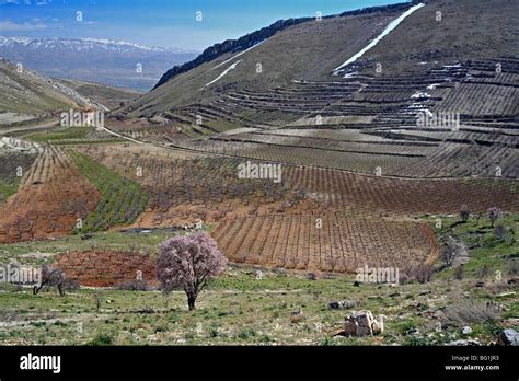 Niha, Bekaa valley, Lebanon Stock Photo - Alamy