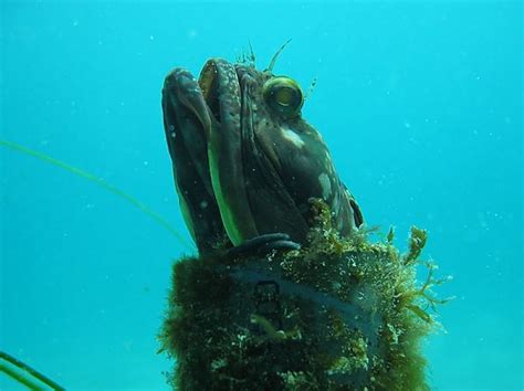 Sarcastic Fringehead | Online Learning Center | Aquarium of the Pacific