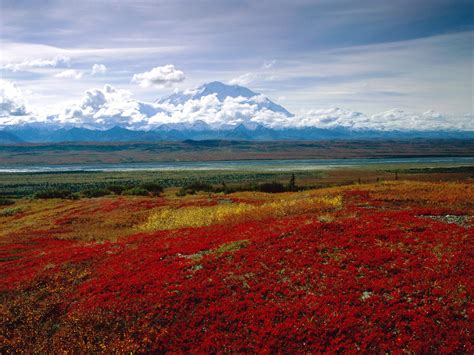 Brilliant Colors of Denali National Park, Alaska Wallpapers | HD Wallpapers | ID #1504