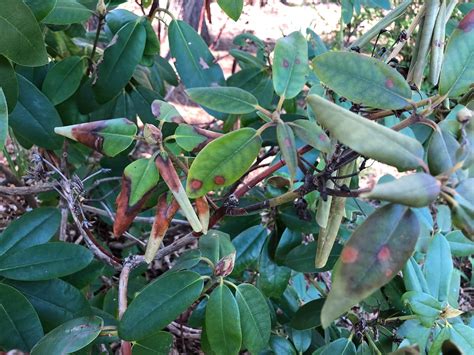 When Leaves Turn: Addressing Rhododendron Leaf Curl — Gardening, Herbs, Plants, and Product Reviews