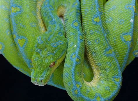 Which is the most expensive snake in the world? - The Petri Dish