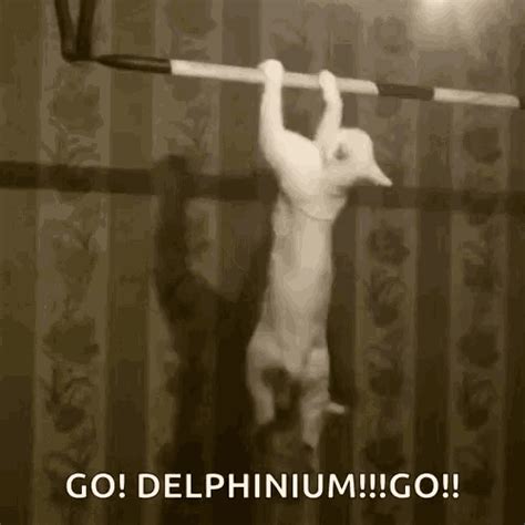 Funny Animals Cat GIF - FunnyAnimals Cat Exercise - Discover & Share GIFs