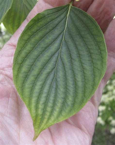 Leaf - oval - smooth - Tree Guide UK - Tree ID by oval smooth-edged leaf