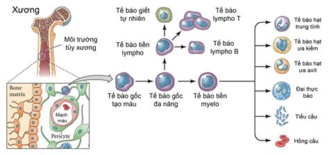 Các bệnh ung thư hiện nay đang được điều trị bằng tế bào gốc