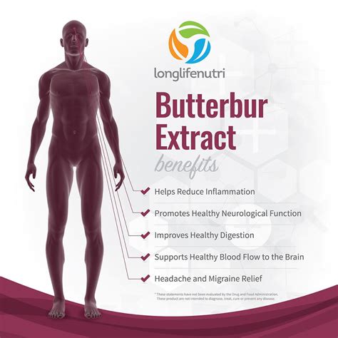 Butterbur Extract 100 mg - 180 Vegetarian Capsules – LongLifeNutri